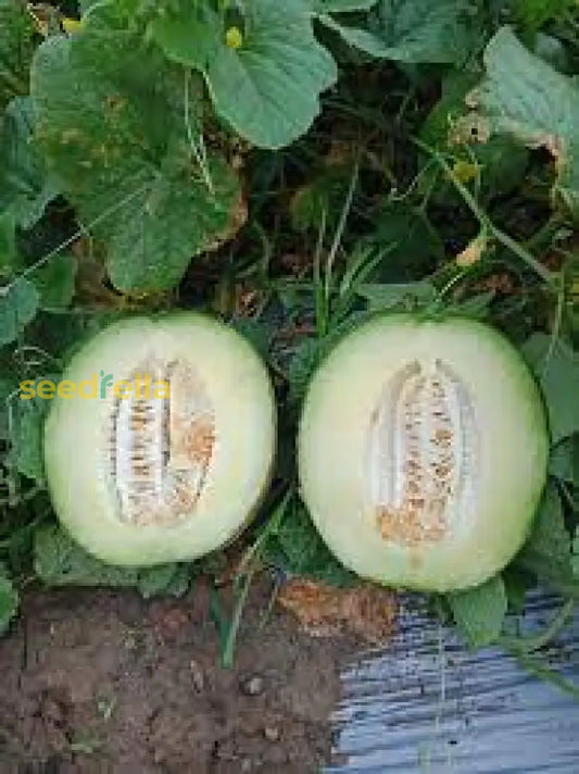 Rocky Ford Melon Planting Vegetable Seeds heirloom non-gmo organic garden seeds
