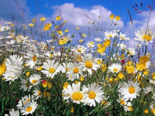 Roman Chamomile Chamaemelum Nobile Herb Flower Seeds heirloom non-gmo organic garden seeds