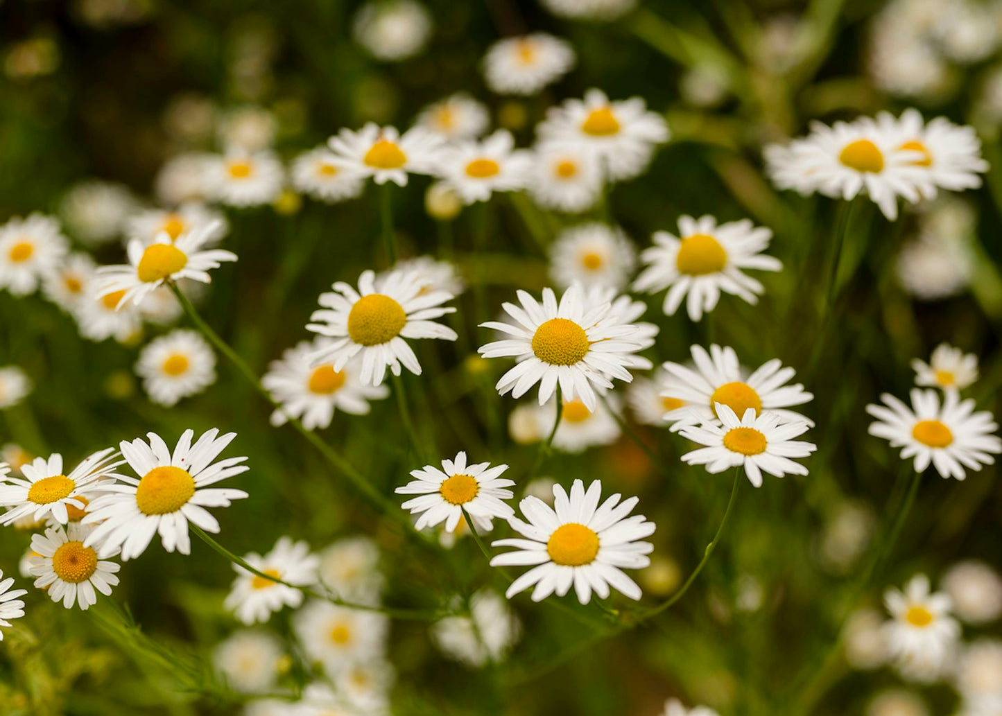 Chamomile Seeds - Roman (Chamaemelum nobile)