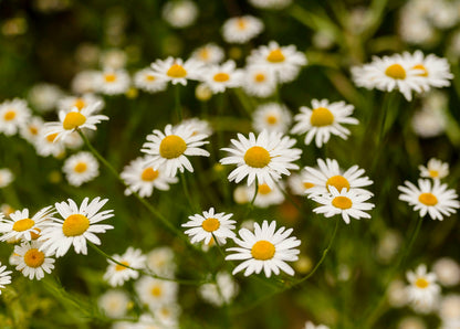 Chamomile Seeds - Roman (Chamaemelum nobile)