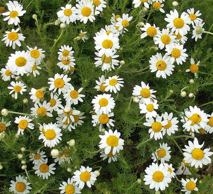 Roman Chamomile (Chamaemelum nobile) Herb Flower Seeds