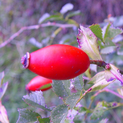 Semillas de fruta de Rosa Canina