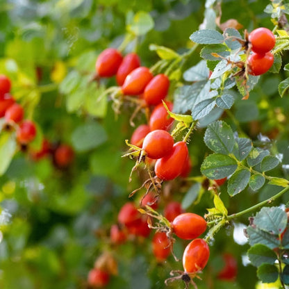Semillas de fruta de Rosa Canina