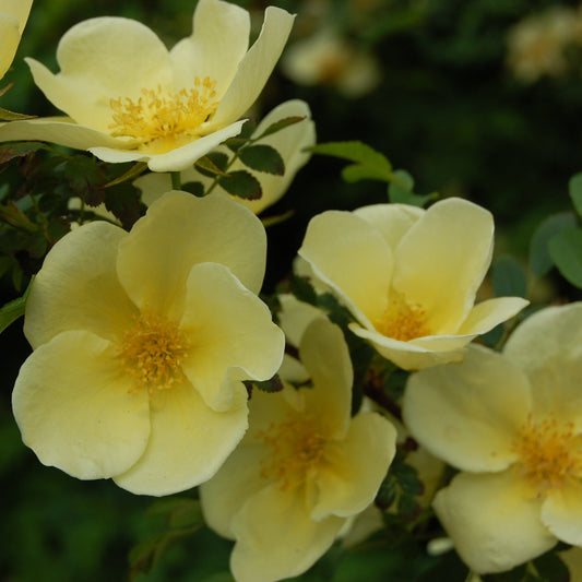 Father Hugo's Rose Flower Seeds