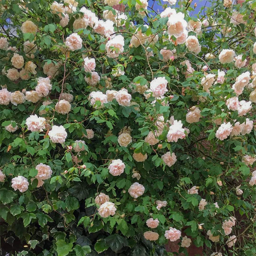 Climbing Madame Alfred Carriere Rose - Elegant White Climbing Rose Bush for Garden Walls