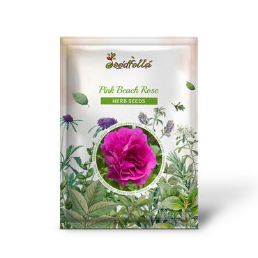 Pink Beach Rose (Rosa Rugosa) - Seaside or Sand Rose, Huge Red Hips Flower Seeds