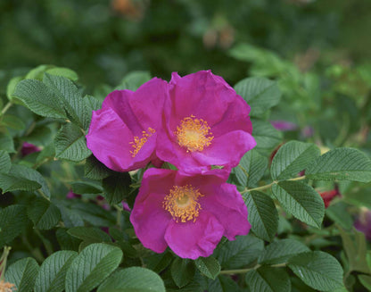 Pink Beach Rose (Rosa Rugosa) - Seaside or Sand Rose, Huge Red Hips Flower Seeds