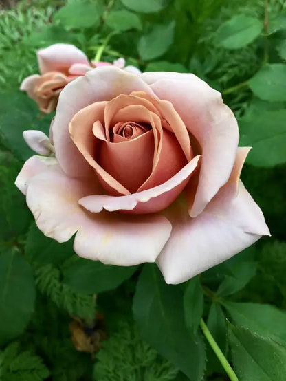buy rose seeds online Rose Seeds – Unique Brown Variety for Elegant Garden Blooms – Pure Asia Seeds