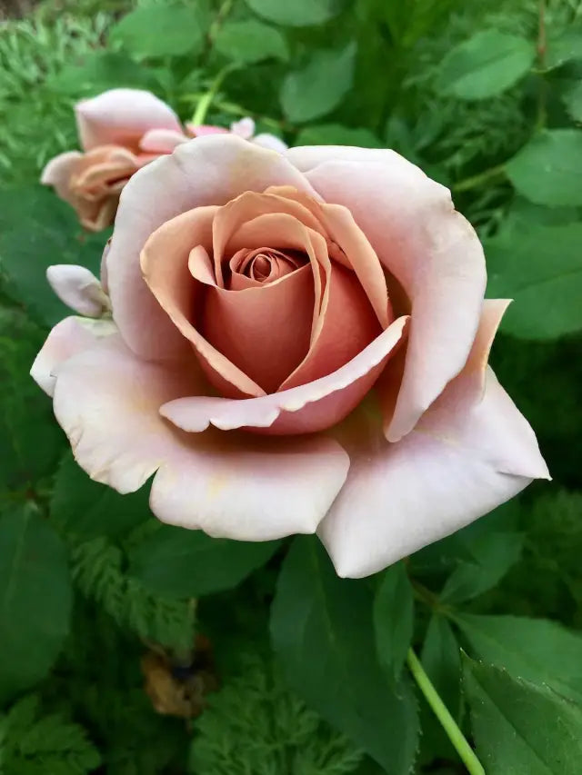 Rose」切り花品種バラ苗 Rome♡ Rose Rose様専用」切り花品種バラ苗 Rome