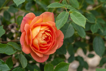 Fragrant Climbing Baby Orange Rose Flower Seeds