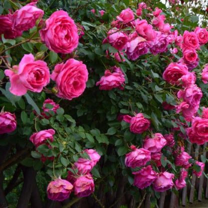 Climbing Pinkie Rose - Charming Pink Climbing Rose Bush for Your Garden