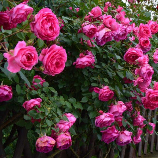 Climbing Pinkie Rose - Charming Pink Climbing Rose Bush for Your Garden