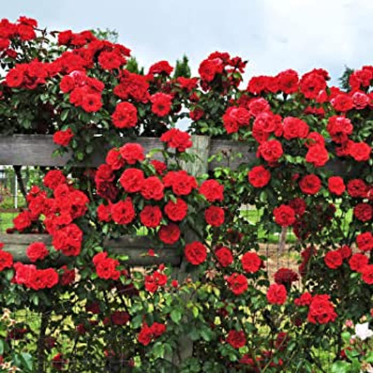 Don Juan Climbing Rose - Vibrant & Fragrant Red Roses for Trellises