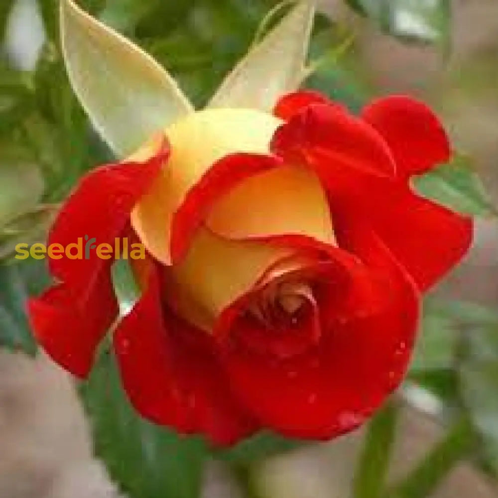 Rose Flower Seeds For Planting - Red And Yellow Blooms A Colorful Garden