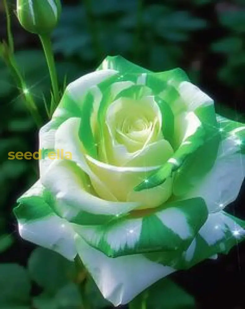 Rose Flower With Red Edge Seeds For Planting - Vibrant Floral Your Garden