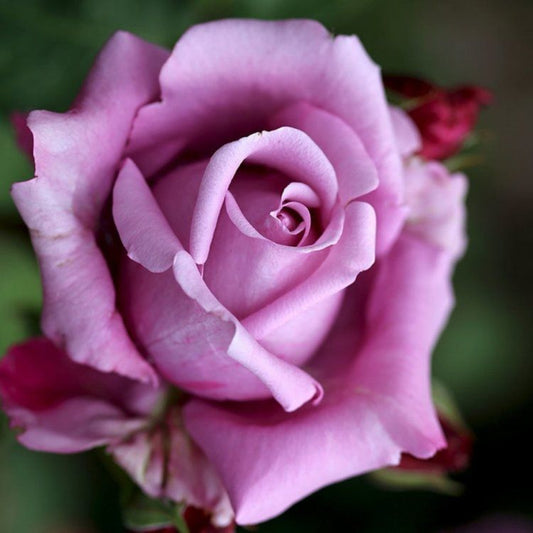 Climbing Blue Moon Rose - Lavender Blue Climbing Rose Bush for Your Garden