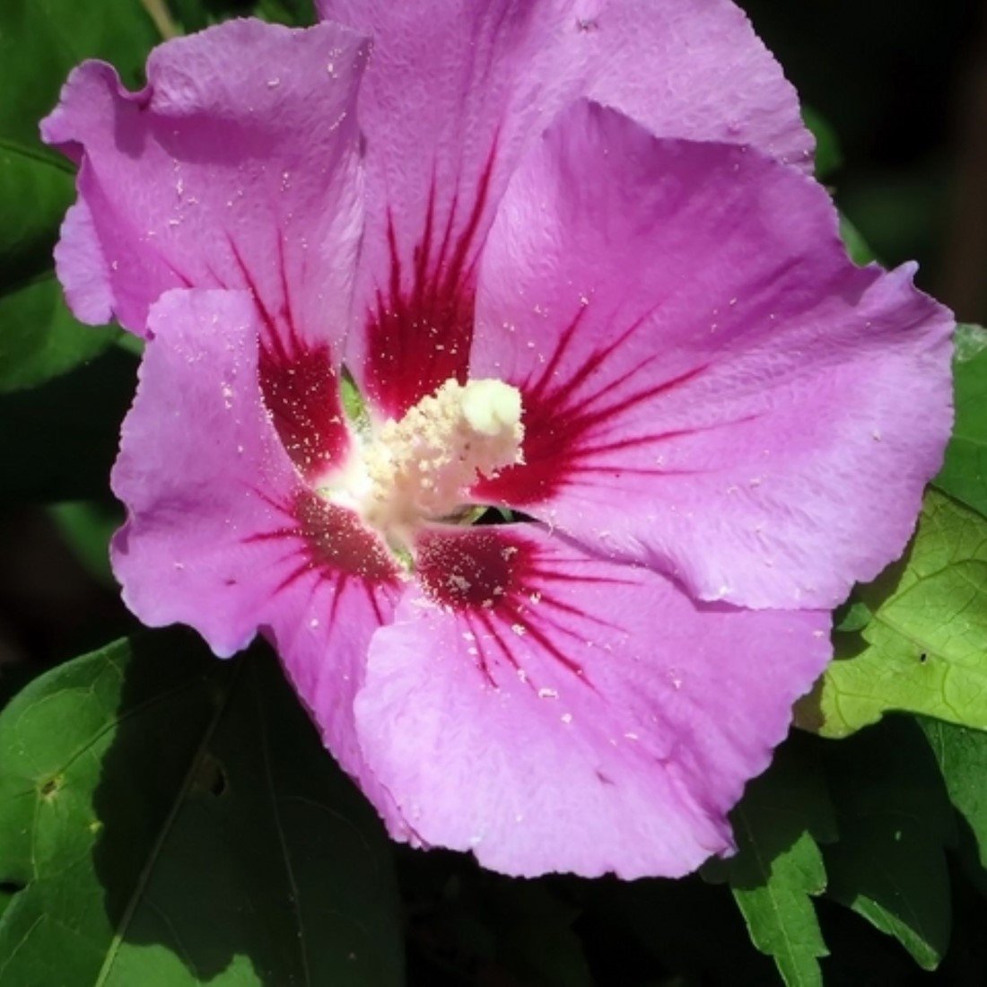 Mixed Colors Rose Mallow Hibiscus Moscheutos Flower Seeds