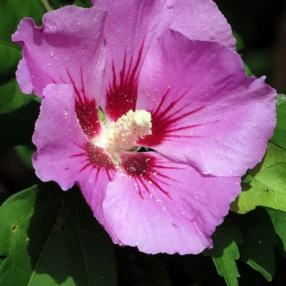 Mixed Colors Rose Mallow Hibiscus Moscheutos Flower Seeds