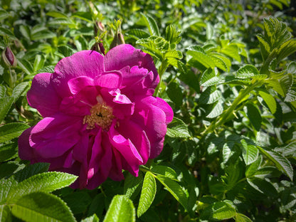 Pink Rugosa Rose Flower Seeds