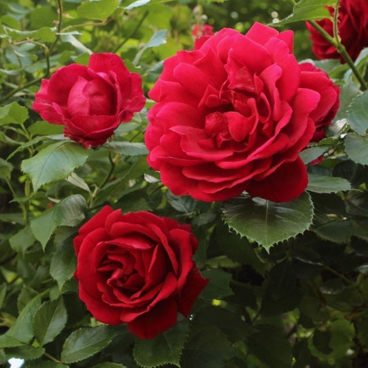 Red Rose Bush Flower Seeds