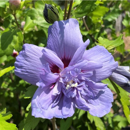 Blue Rose of Sharon Flower Seeds