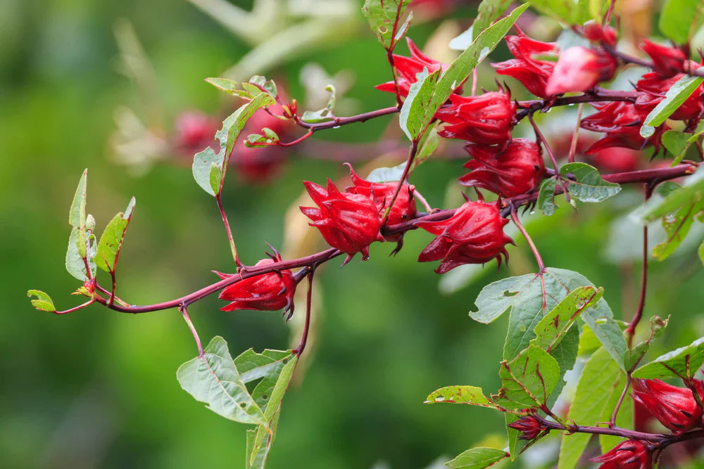 Roselle Sabdariffa Plants Growing in Garden