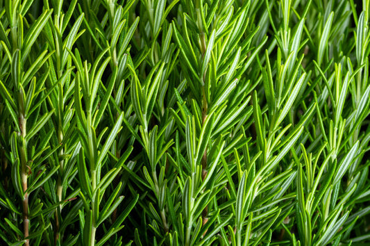 Rosemary Rosmarinus Officinalis Herb Flower Seeds heirloom non-gmo organic garden seeds