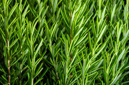 Rosemary Rosmarinus Officinalis Herb Flower Seeds heirloom non-gmo organic garden seeds