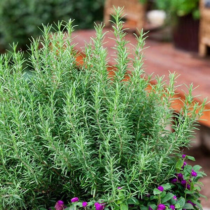 Dark Green Rosemary Seeds for Planting - Premium Culinary Herb Seeds