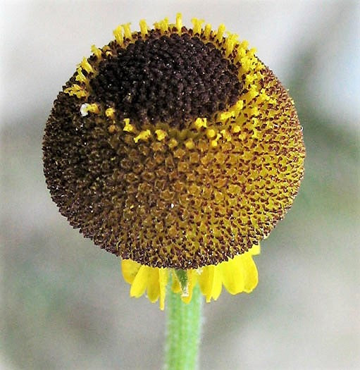 Rosilla Helenium Puberulum "Autumn Lollipop" Sneezeweed Dogtooth Daisy Helen'S Flower Yellow & Red Herb Seeds heirloom non-gmo organic garden seeds