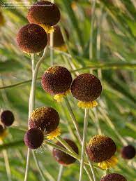 Rosilla Helenium Puberulum "Autumn Lollipop" Sneezeweed Dogtooth Daisy Helen's Flower Yellow & Red Herb Seeds