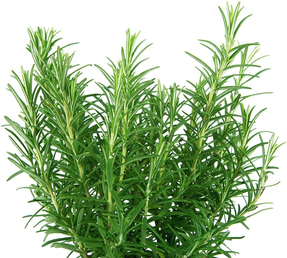 Rosemary Seeds (Rosmarinus officinalis)