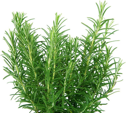 Rosemary Seeds (Rosmarinus officinalis)