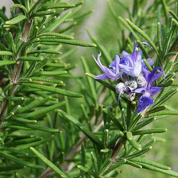 Rosemary (Rosmarinus officinalis) Herb Flower Seeds