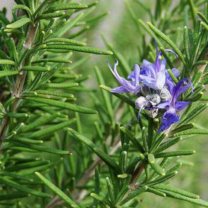 Rosemary (Rosmarinus officinalis) Herb Flower Seeds