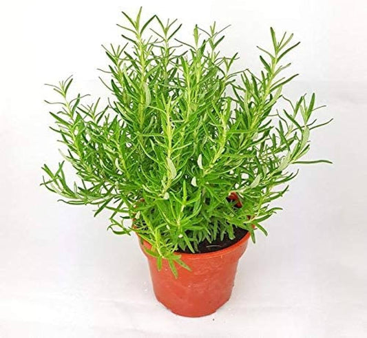 Rosmarinus Tree Seeds Planting For Aromatic Herb Gardens And Culinary Delights heirloom non-gmo organic garden seeds