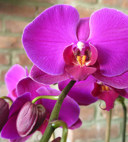 Phalaenopsis Orchid Flower Seeds