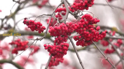 Rowan Fruit Seeds for Planting: Grow Your Own Beautiful Rowan Trees with Delicious Berries