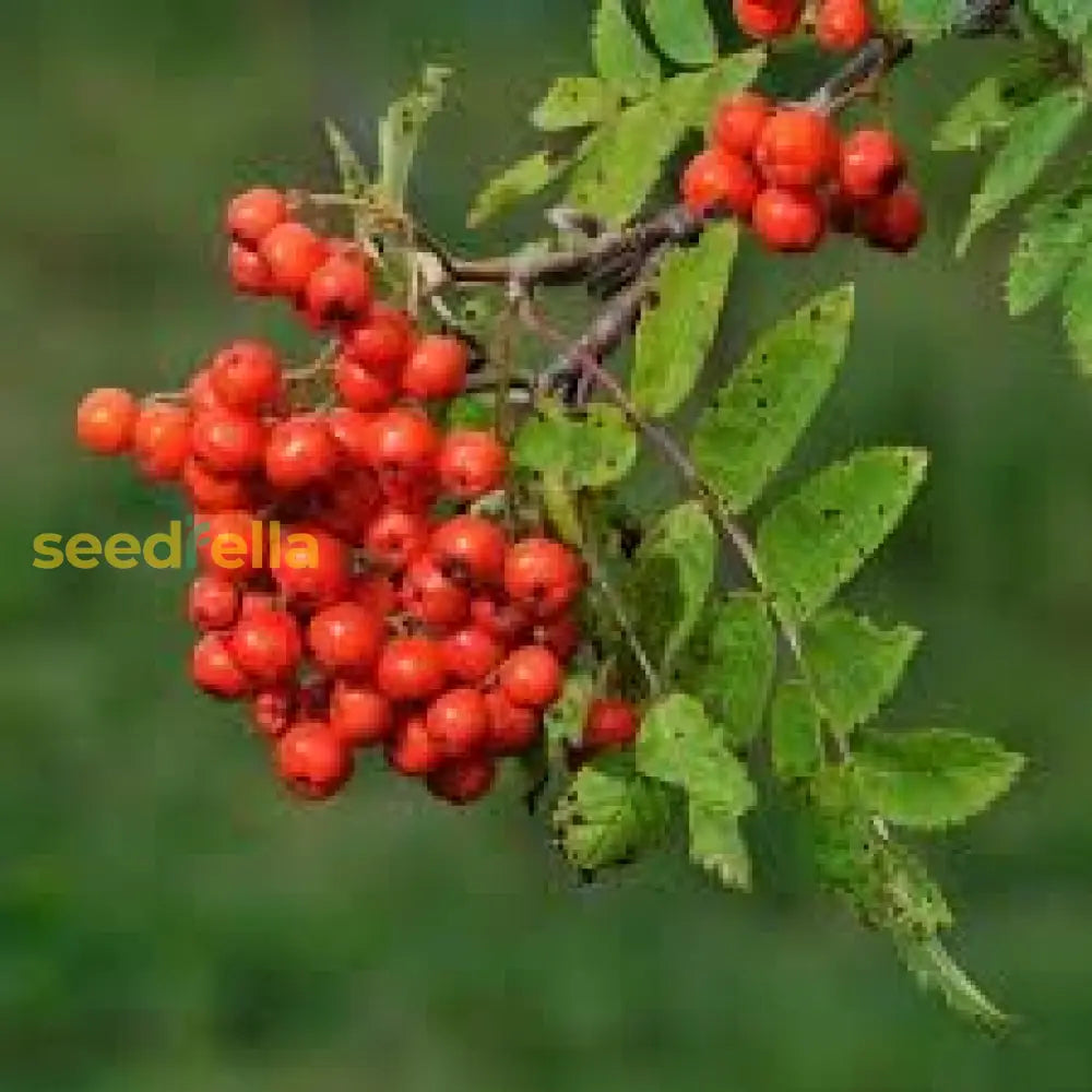Rowan Fruit Seeds For Planting: Grow Your Own Beautiful Rowan Trees With Delicious Berries heirloom non-gmo organic garden seeds