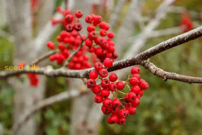 Rowan Fruit Seeds for Planting: Grow Your Own Beautiful Rowan Trees with Delicious Berries