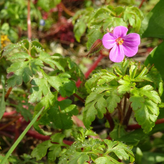 Herb Robert flower Seeds
