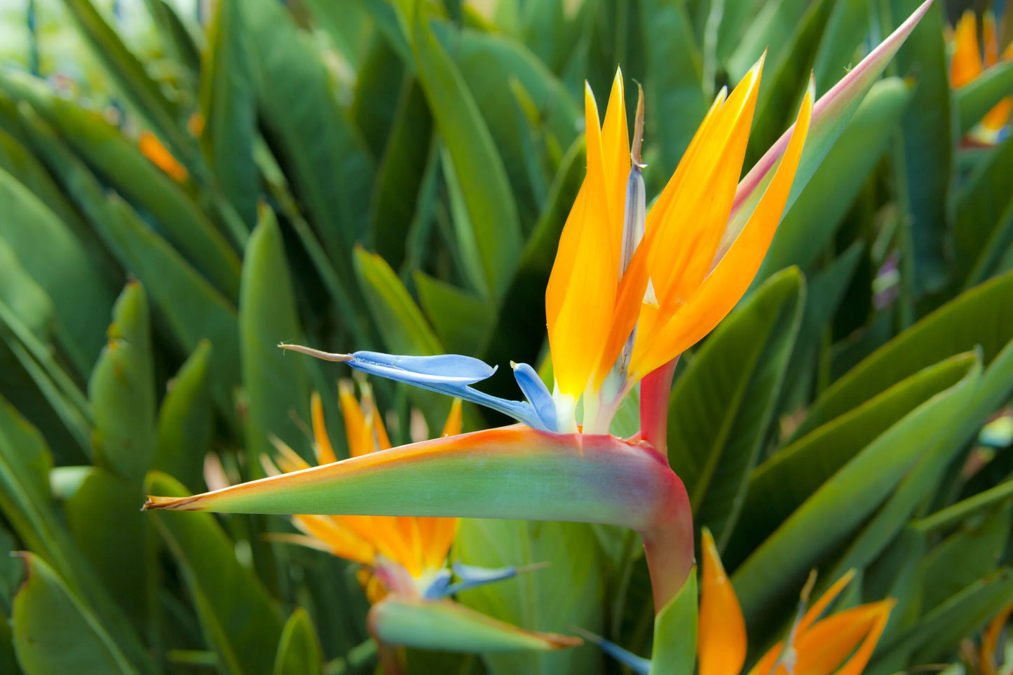 Orange Bird of Paradise Flower Seeds