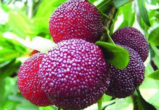 Rubra Fruit Seeds For Planting Grow Delicious Red Fruits In Your Garden heirloom non-gmo organic garden seeds