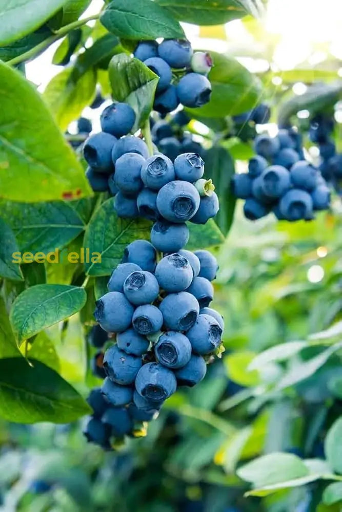 Berry Seeds for Planting Grow Juicy Fruits Year-Round