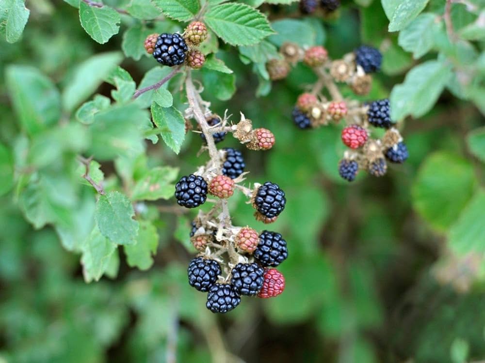 Dewberry Rubus caesius Pflanzensamen zum Anpflanzen im Hausgarten und Obstgarten