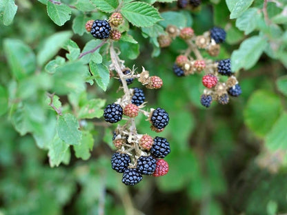 Dewberry Rubus caesius Pflanzensamen zum Anpflanzen im Hausgarten und Obstgarten