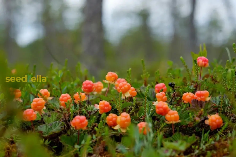 Cloudberry Planting Seeds - Cultivate Rare Garden Fruits