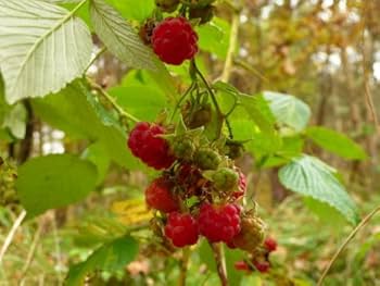 Red Raspberry (Rubus idaeus) Fruit Bush Vine Seeds