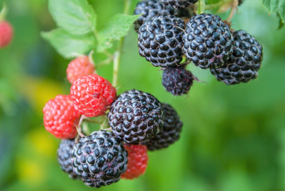 Black Raspberry (Rubus leucodermis) Fruit Bush Vine Seeds – Sweet Black Fruit, Hardy Perennial