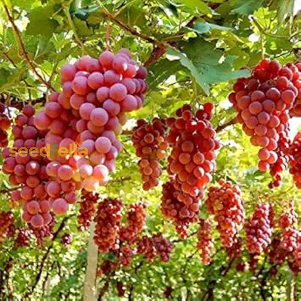 Ruby Roman Grape Seeds For Planting Grow Your Own Grapes heirloom non-gmo organic garden seeds